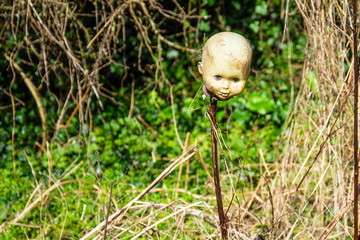 Macabre abandoned plastic dolls head on a stick against a hedgerow