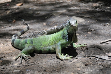 las iguana tomaba cafe