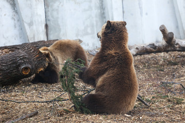 Obraz premium Couple of brown bears playing at the zoo 