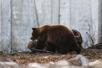 brown bear playing in the zoo 