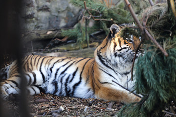 tiger in zoo