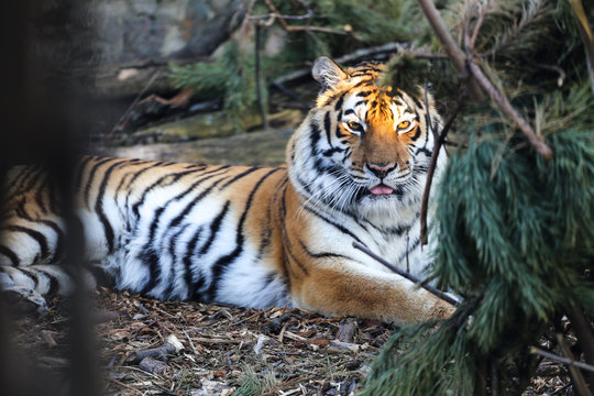 Close up of Amur tiger in zoo with free pine tree 