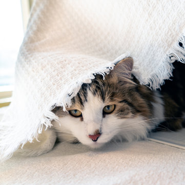 A white and brown kitten peeks out from under a blanket