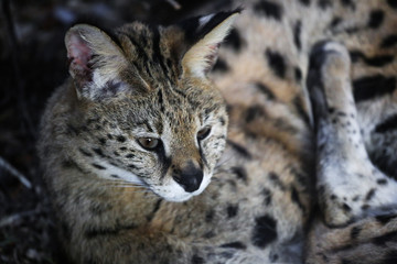 Close up of two small snow lynx in zoo