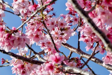 cherry blossoms on branches in spring