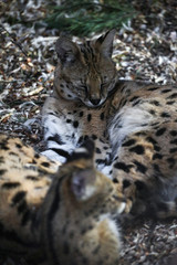 Naklejka na ściany i meble Close up of two small snow lynx in zoo