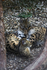 Fototapeta na wymiar Close up of two small snow lynx in zoo