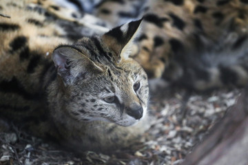 Close up of two small snow lynx in zoo