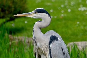 British grey heron. Close up
