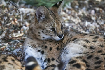 Naklejka na ściany i meble Close up of two small snow lynx in zoo