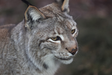 Naklejka na ściany i meble lynx in winter close up portoirt 