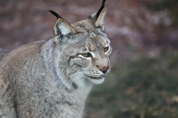 lynx in winter close up portoirt 