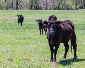 A herd of black cows standing in a green pasture. Concepts of agriculture, farming, and animals