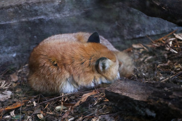 red fox in the zoo