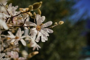 White magnolia stellata from Locarno, Switzerland