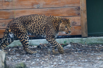 Close up leopard in pine frost simulation 