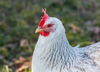 chicken young portrait