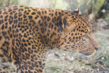 Fototapeta na wymiar Close up leopard in pine frost simulation 