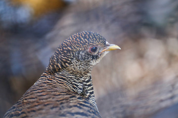 bird of prey