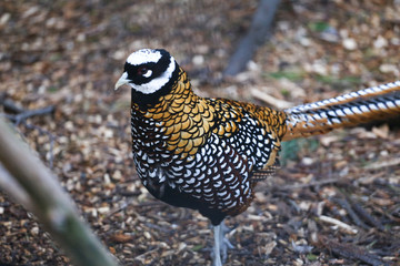 woodpecker on bird feeder