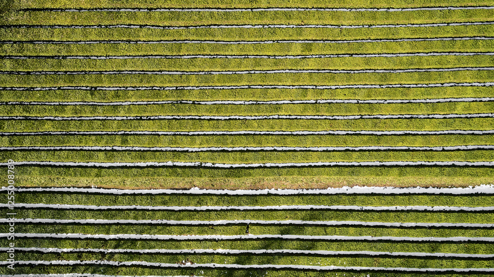 Wall mural tea plantation fields at sochi. aerial drone photography. matcesta tea. - Wall murals