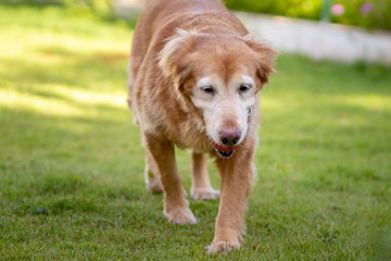 golden retriever