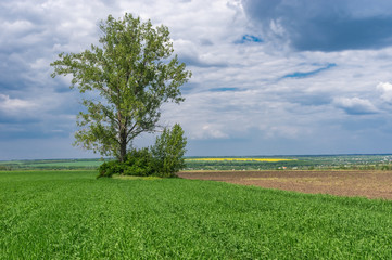 Fototapeta na wymiar Spring landscape with an agricultural crops field and lonely tree inside before thunderstorm