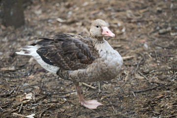 wild duck on natural background 