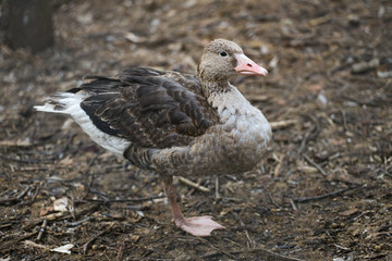 wild duck on natural background 