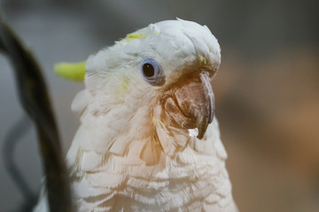 portrait of a parrot
