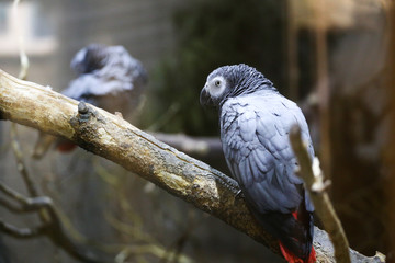 portrait of couple of parrots on wood 