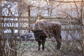 bison in yellowstone national park