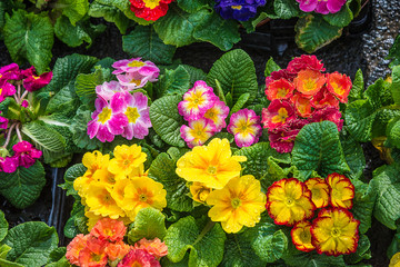 Obraz na płótnie Canvas Beautiful bright primroses background