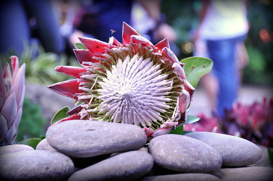 flor canibal 