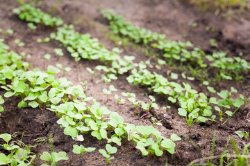 Green sprout growing from seed