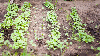 Green sprout growing from seed