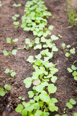 Green sprout growing from seed