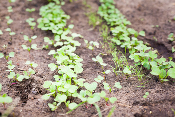 Green sprout growing from seed