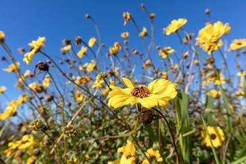 yellow wildflowers against blue sky