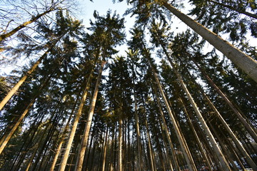 Fototapeta premium TREES OF THE NATURE