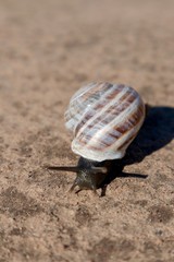 snail with shell close up
