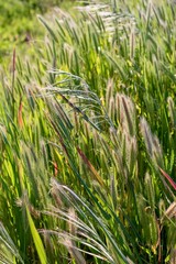 field of wheat