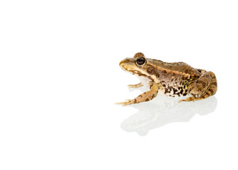 Fototapeta premium freigestellter Frosch 