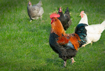 A colourful rooster in green grass