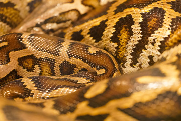 Peyton sanke texture skin close up 