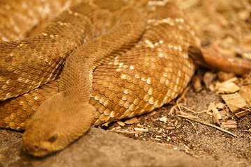 Close up of grym snake on rock 