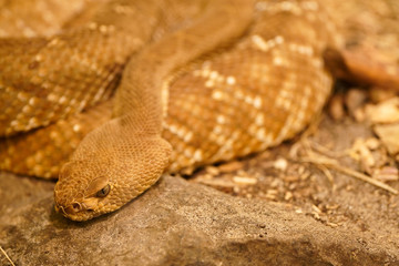 Close up of grym snake on rock 