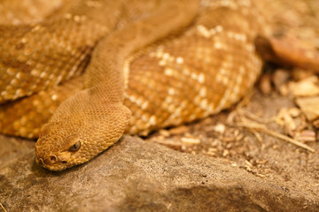Close up of grym snake on rock 
