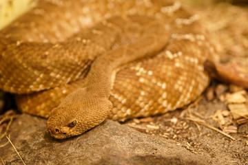 Close up of grym snake on rock 