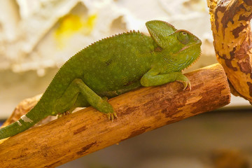 chameleon on a branch